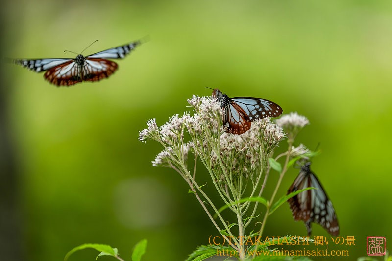 ../Images/7R250801 (32).jpg